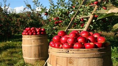 elma hangi mevsimin meyvesidir